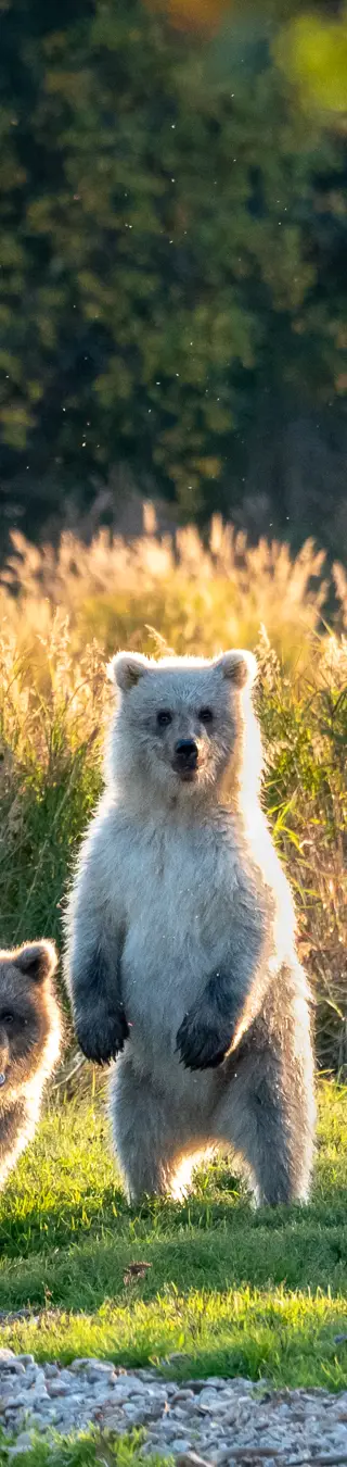 Beobachte Bären im Katmai Nationalpark